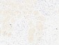 CD13 Polyclonal Antibody